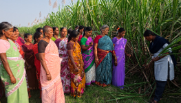 Rajshree Sugars Farmer Development
