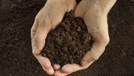 Organic Manure